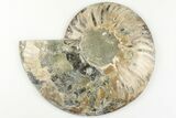 Cut & Polished Ammonite Fossil (Half) - Madagascar #200037-1